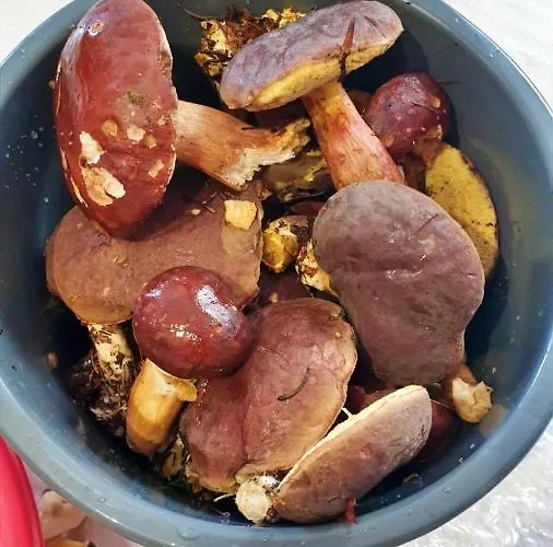 Lewinek Apartament *