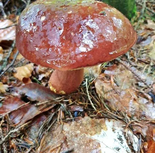 Lewinek Apartament Lewin Klodzki